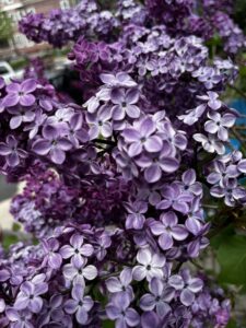 Closeup image of lilacs blossom — varying depths of purple from pale to dark